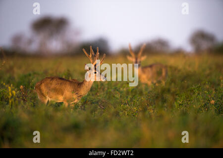 Eine männliche Pampa Hirsch in Brasilien Stockfoto