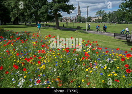 Ein Patch von Wildblumen am Rande des Bruntsfield Links in Edinburgh. Stockfoto