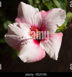 Rosa Hibiskus Blumen blühen an der Costa Adeje in Teneriffa, Spanien. Stockfoto