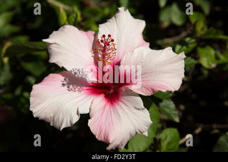 Rosa Hibiskus Blumen blühen an der Costa Adeje in Teneriffa, Spanien. Stockfoto