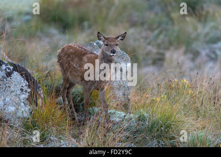 Rothirsch (Cervus Elaphus) Stockfoto