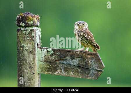 Kleine Eulen Stockfoto