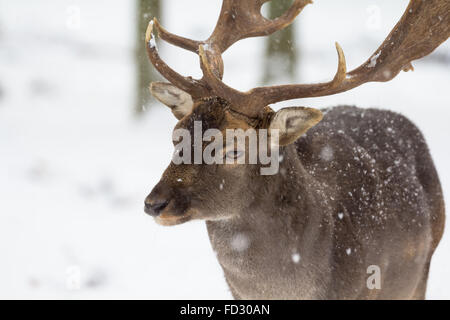 Damwild bei Schneefall, Schönbuch, Herrenberg, Deutschland Stockfoto