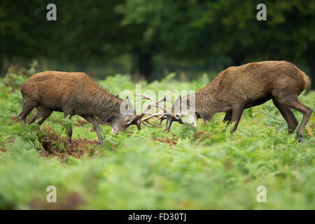 Rothirsch (Cervus Elaphus) Junggesellen Schlacht während der Brunftzeit Saison Stockfoto