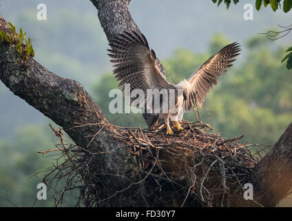 Eine junge Harpyie am nest Stockfoto