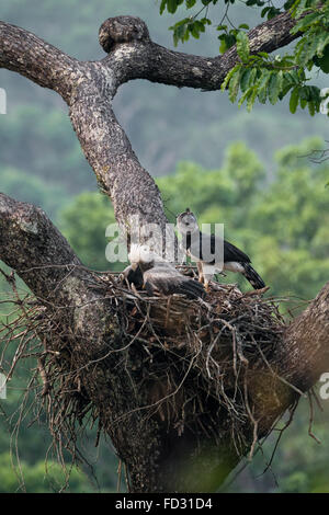 Eine weibliche Harpyie im Nest mit seinen Jungen Stockfoto