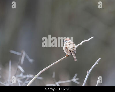 Eurasische Tree sparrow Stockfoto
