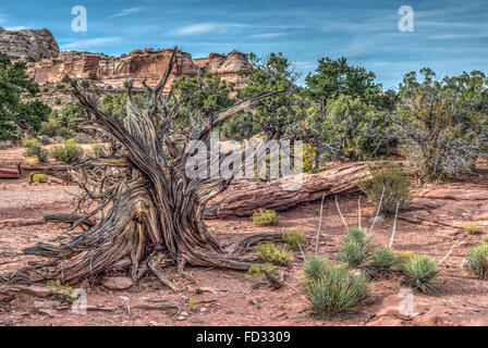 Canyonlands Nationalpark ist ein US-Nationalpark befindet sich im südöstlichen Utah in der Nähe der Stadt Moab Stockfoto