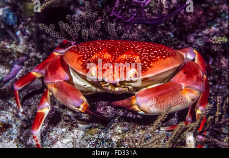 Carpilius Corallinus oder Batwing Korallen Krabbe in der Nacht am Korallenriff Stockfoto