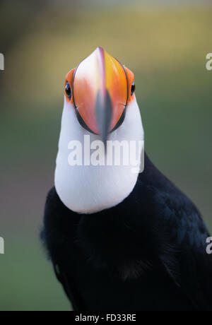 Riesentukan Nahaufnahme Stockfoto