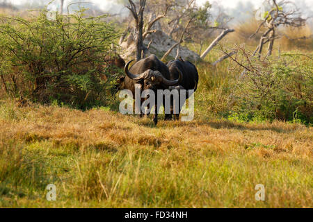 Khwai vierte Brücke in Botswana war, sahen wir diese riesige Herde afrikanischer Büffel zu Fuß durch den Busch veld Stockfoto