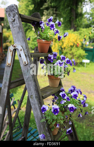 Stiefmütterchen in Blumentöpfen geschmückt auf einer alten Holztreppe im Garten Stockfoto