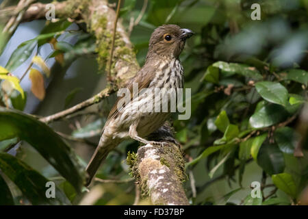 Zahn-billed Laubenvogel (Scenopoeetes Dentirostris) Stockfoto