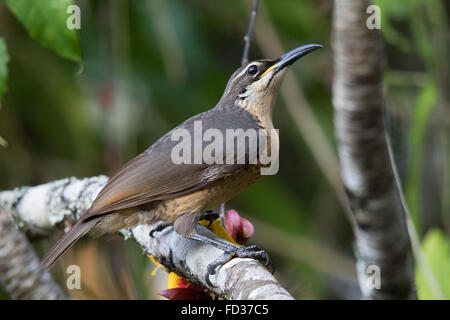 weiblich / unreife männliche Victoria Riflebird (Ptiloris Victoriae) Stockfoto