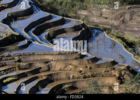 Reisfelder spiegelt den Himmel, Duoyishi, Provinz Yunnan, China Stockfoto