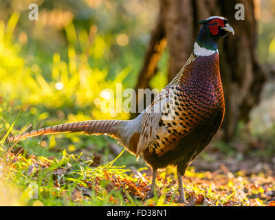 Schöne männliche Ring-necked Fasan (Phasianus Colchicus) auf Nahrungssuche im Wald Naturkulisse, in goldenen Sonnenlicht getaucht. Stockfoto