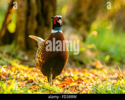 Schöne männliche Ring-necked Fasan (Phasianus Colchicus) auf Nahrungssuche im Wald Naturkulisse, in goldenen Sonnenlicht getaucht. Stockfoto