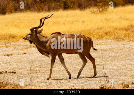 Greater Kudus sind am stattlichsten Antilope Afrikas, stehend hoch & regal mit lange Spirale Hörner schöner Aussicht auf safari Stockfoto