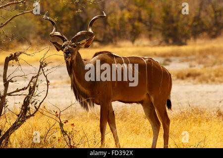 Greater Kudus sind am stattlichsten Antilope Afrikas, stehend hoch & regal mit lange Spirale Hörner schöner Aussicht auf safari Stockfoto