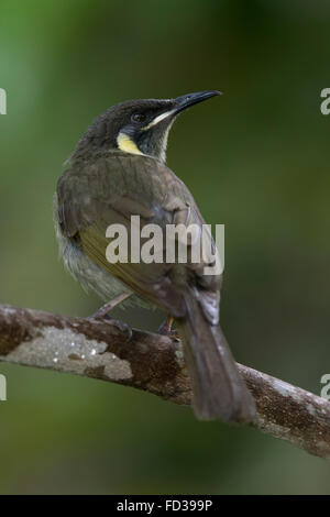 Lewins Honigfresser (Meliphaga Lewinii) Stockfoto