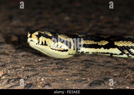 Dschungel-Teppich-Python (Morelia Spilota Cheyni) Stockfoto