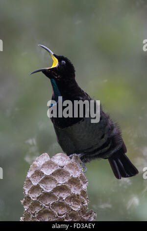 männliche Victoria Riflebird (Ptiloris Victoriae) mit Dampf aus seinem Mund kommt, während aufrufen Stockfoto