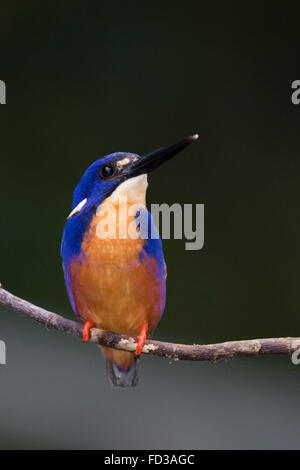 Azure Kingfisher (KEYx Azureus) Stockfoto