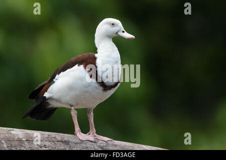 Radjah Brandgans (Tadorna Radjah) Stockfoto