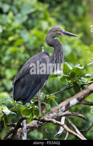 Groß-billed Reiher (Ardea Sumatrana) Stockfoto