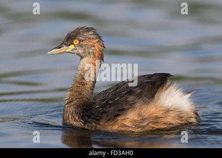 Australasian Grebe (Tachybaptus Novaehollandiae) Stockfoto