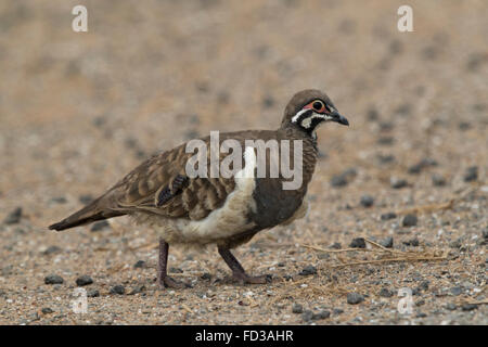 Hausbesetzer Taube (Geophaps Scripta) Stockfoto