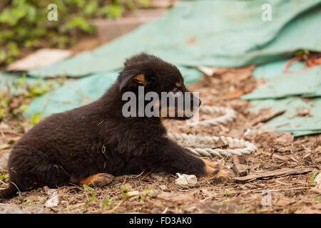 Süße schwarze streunender Hund Welpen Stockfoto