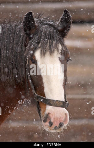 Porträt eines Clydesdale Pferd im Winter mit Kopf nach Viewer Stockfoto