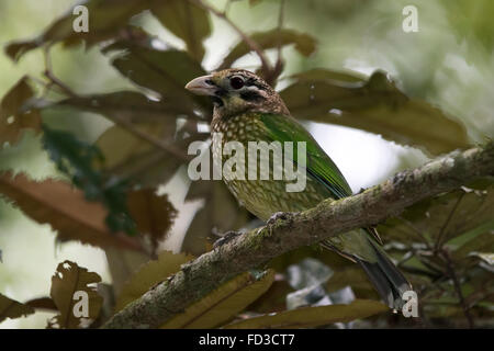 Gefleckte Catbird (Ailuroedus Melanotis) Stockfoto