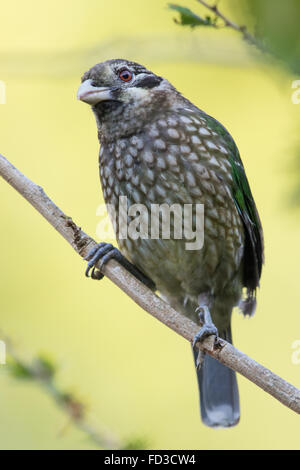 Gefleckte Catbird (Ailuroedus Melanotis) Stockfoto