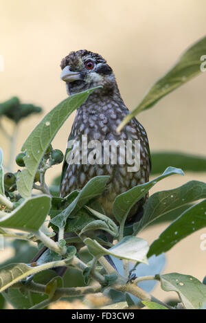 Gefleckte Catbird (Ailuroedus Melanotis) spähte neugierig durch Laub Stockfoto