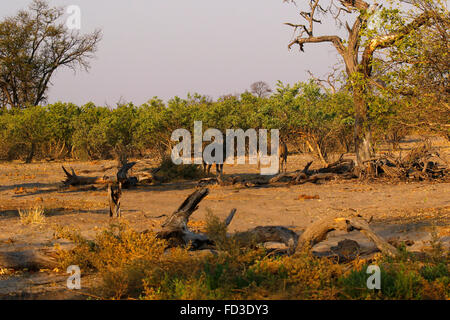 Greater Kudus sind am stattlichsten Antilope Afrikas, stehend hoch & regal mit lange Spirale Hörner schöner Aussicht auf safari Stockfoto