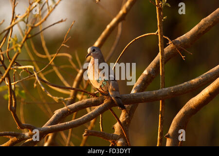 Die Smaragd-spotted Holz Taube ist nicht gesellig, aber Herden an Wasserstellen bilden können. Diese Art Futter in der Regel auf dem Boden Stockfoto