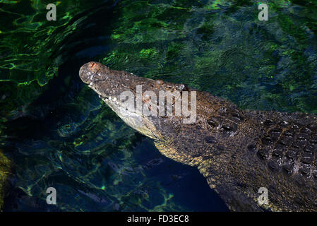 Krokodil Wildlife Zoo von Sydney Australien Darling Harbour AU Stockfoto
