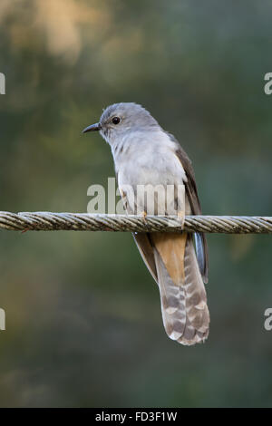 Bürste Kuckuck (Cacomantis Variolosus) thront auf einem Fernschreiber-Draht Stockfoto