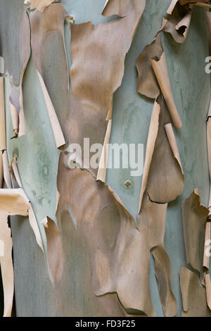 papierartige Rinde peeling aus dem Stamm der Eukalyptus-Baum Stockfoto