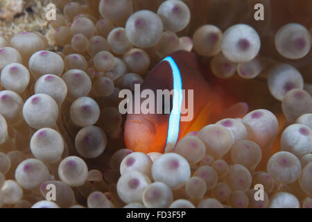 Tomaten-Clownfische in ihrer Host-Anenome, Beqa Lagoon, Fidschi. Stockfoto