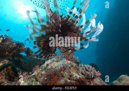 Eine große gemeinsame Rotfeuerfisch (Pterois Volitans) Schwimmen im Beqa Lagoon, Fidschi. Stockfoto