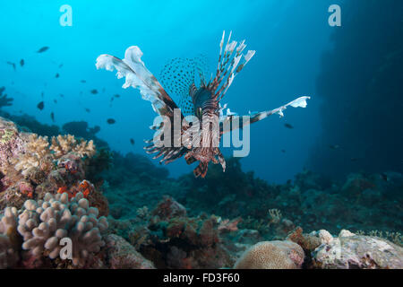 Eine große gemeinsame Rotfeuerfisch (Pterois Volitans) Schwimmen im Beqa Lagoon, Fidschi. Stockfoto