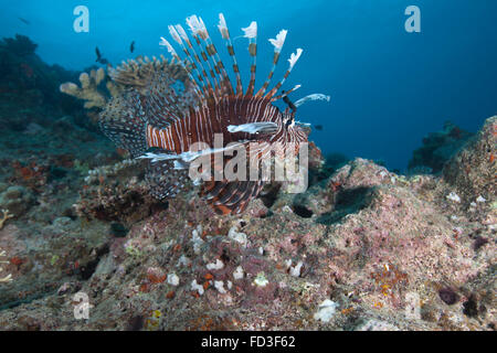 Eine große gemeinsame Rotfeuerfisch (Pterois Volitans) Schwimmen im Beqa Lagoon, Fidschi. Stockfoto