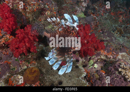 Eine große gemeinsame Rotfeuerfisch (Pterois Volitans) Schwimmen im Beqa Lagoon, Fidschi. Stockfoto