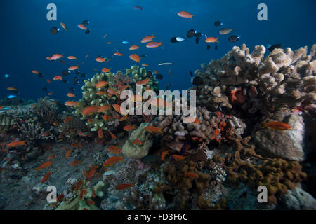 Anthias Fischschwärme und gesunden Korallen Beqa Lagoon, Fidschi-Inseln. Stockfoto