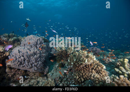 Anthias Fischschwärme und gesunden Korallen Beqa Lagoon, Fidschi-Inseln. Stockfoto