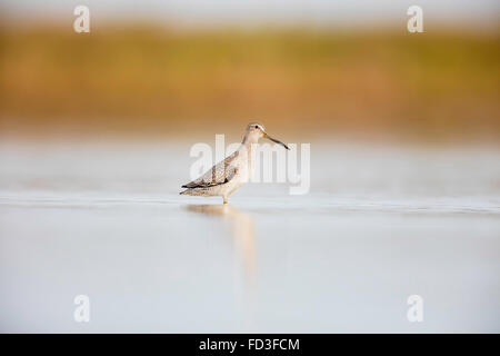 Kurz-billed Dowitcher stehend / waten im seichten Wasser an der Fort De Soto Park, Florida Stockfoto