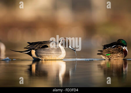 Erwachsene männliche nördlichen Pintail Trinkwasser am See Stockfoto